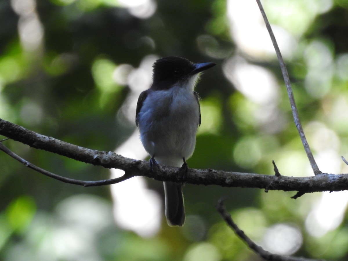 Тиран темноголовий - ML646689689