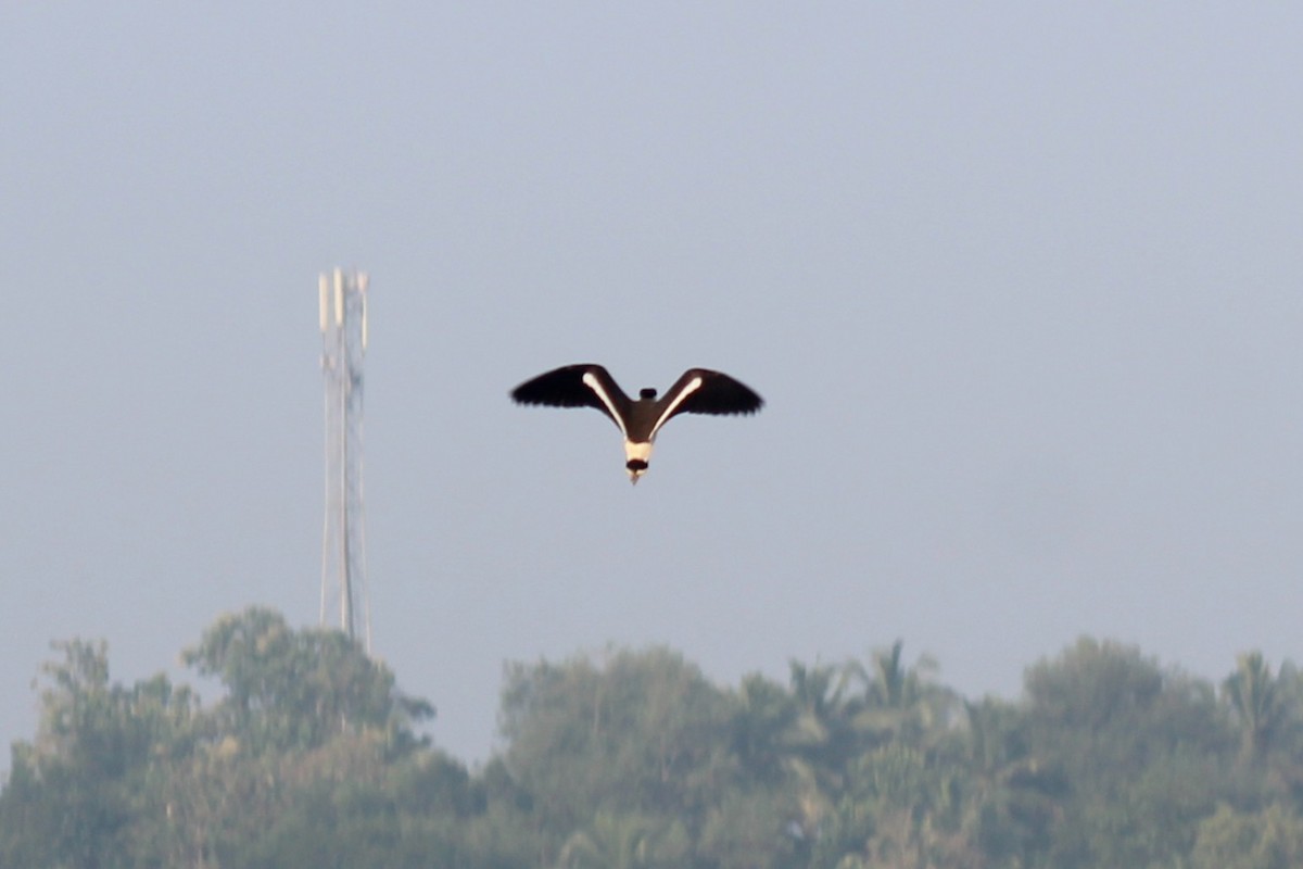 Чайка індійська - ML646689690