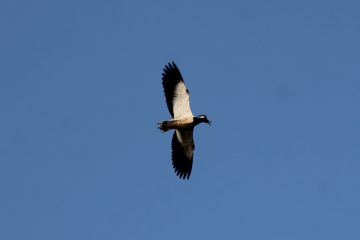 Чайка індійська - ML646689692