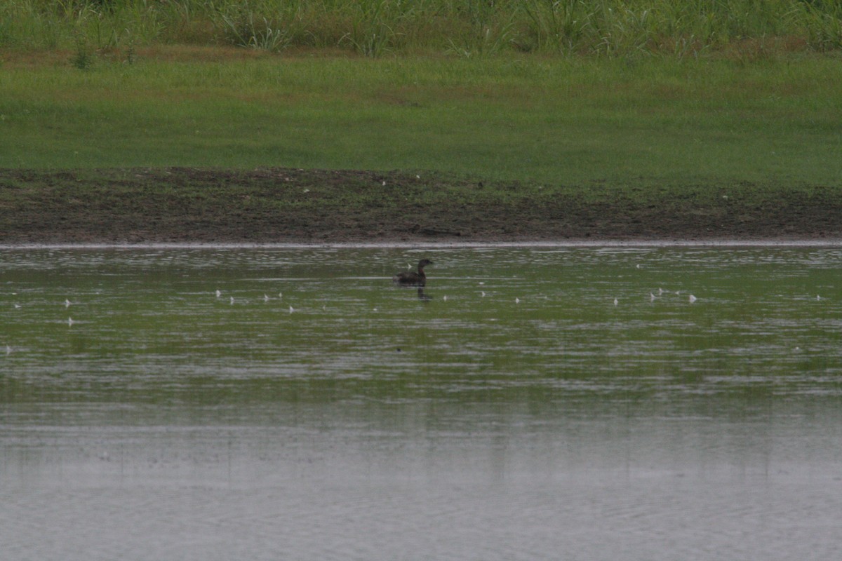 Пірникоза рябодзьоба - ML646689693