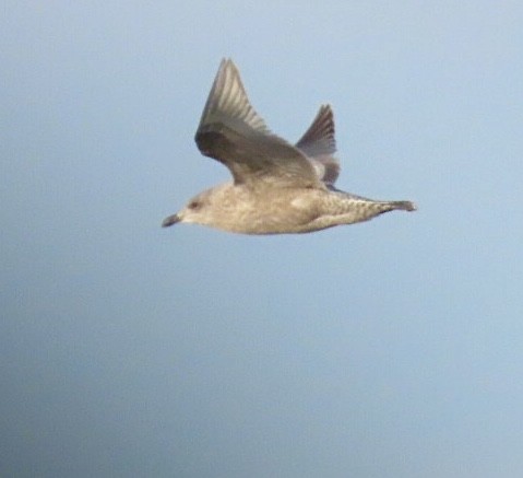 Мартин американський - ML646689694