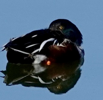 Широконіска північна - ML646689696