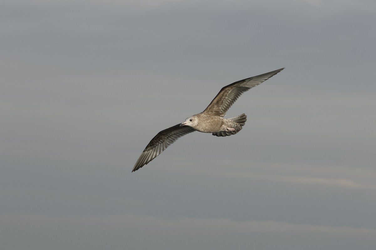 Мартин американський - ML646689698