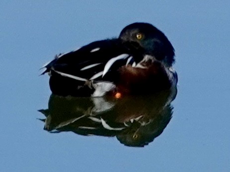 Широконіска північна - ML646689699