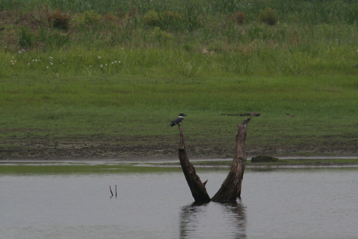 Рибалочка-чубань північний - ML646689701