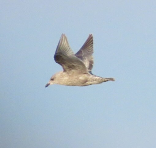 Мартин американський - ML646689702