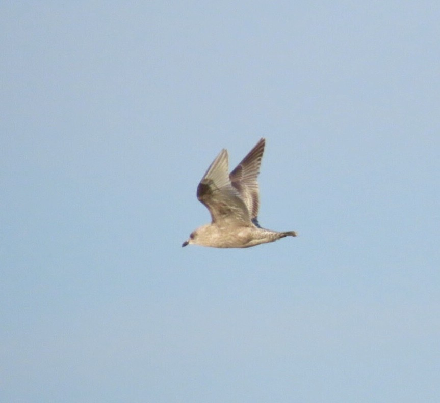 Мартин американський - ML646689703