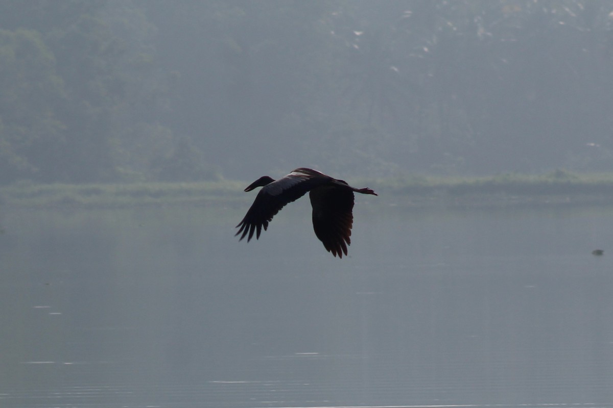 Лелека-молюскоїд індійський - ML646689707
