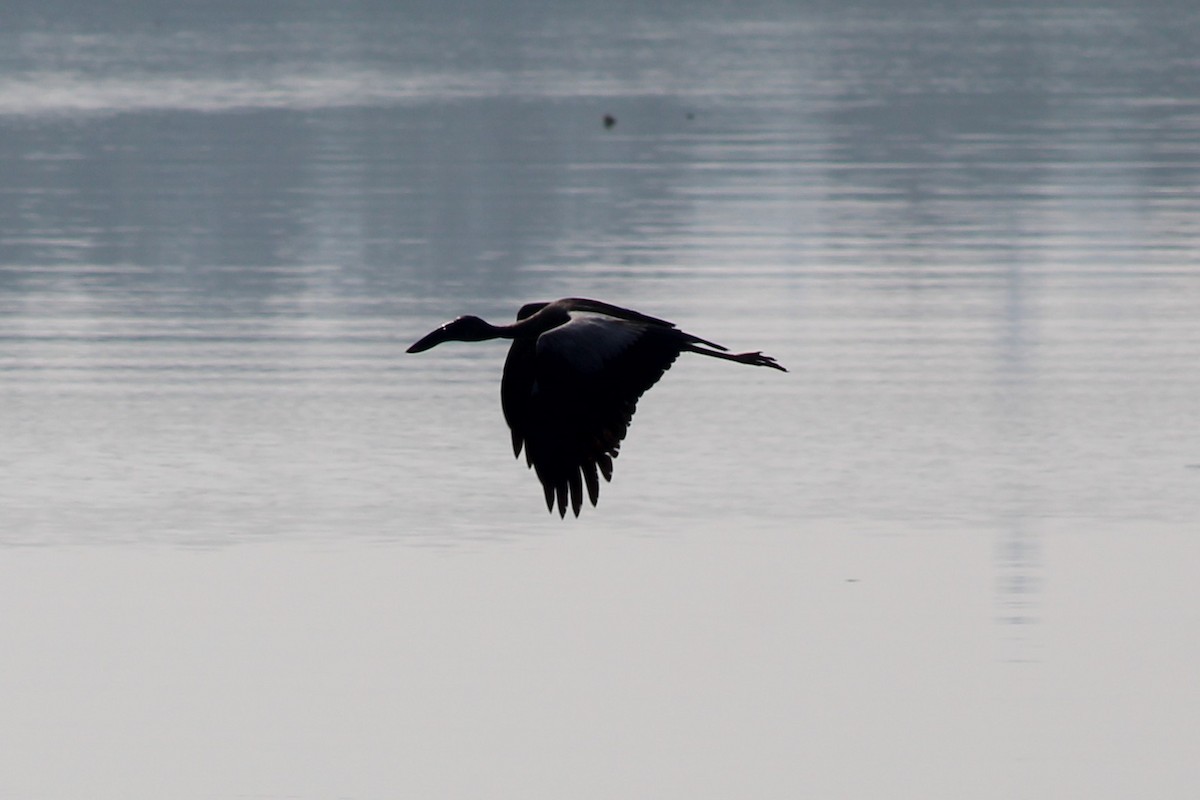 Лелека-молюскоїд індійський - ML646689708