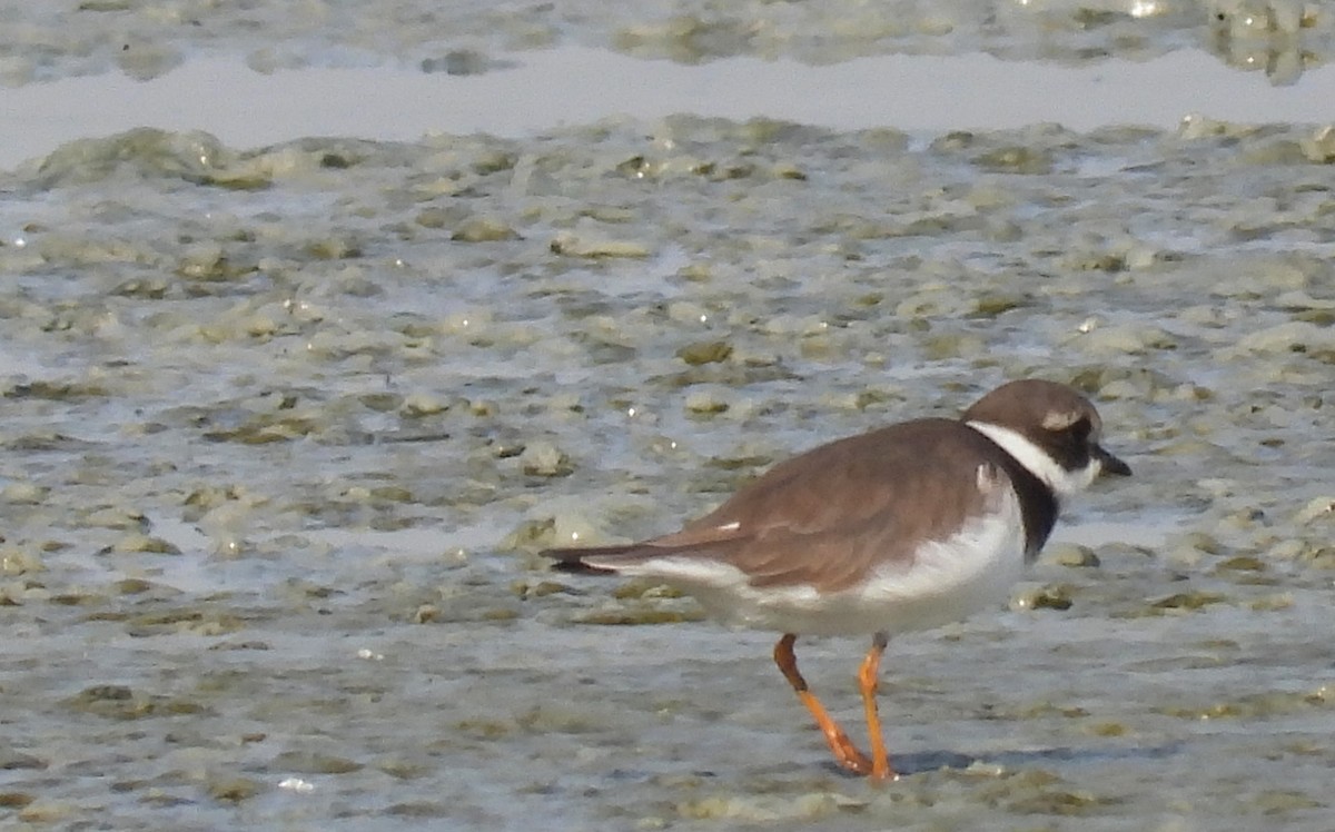 Пісочник великий - ML646689709