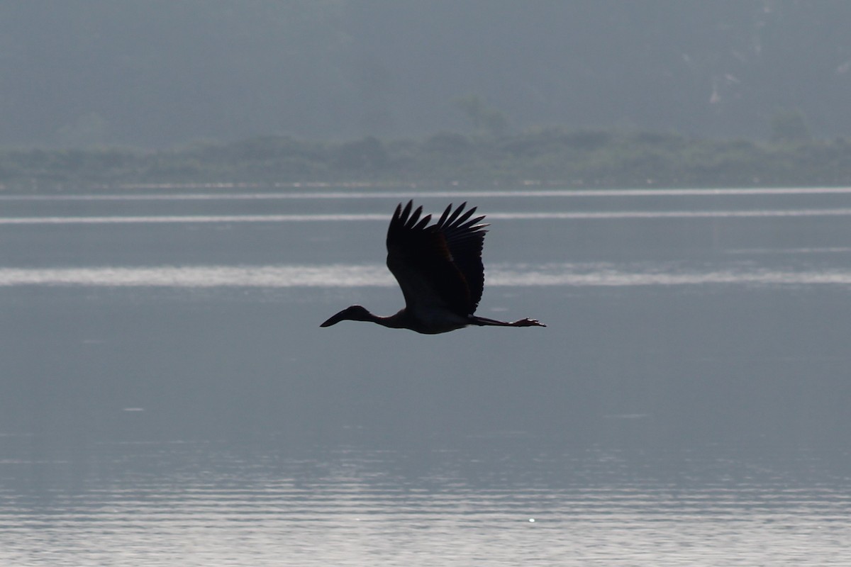 Лелека-молюскоїд індійський - ML646689710