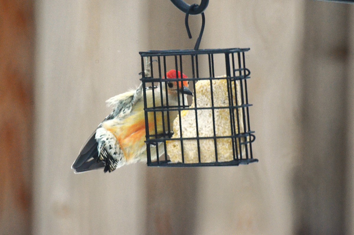 Гіла каролінська - ML646689714