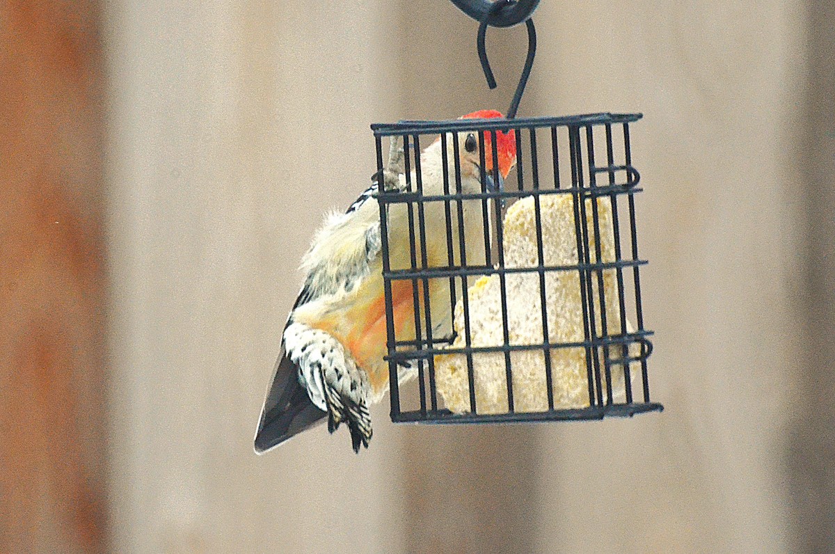 Гіла каролінська - ML646689716