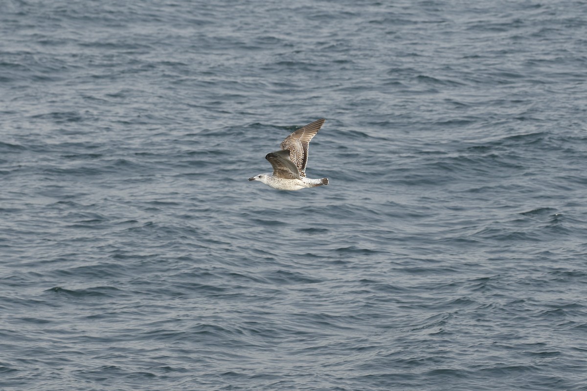 Мартин морський - ML646689717