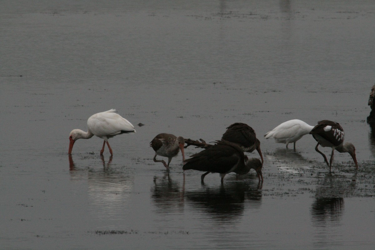 White Ibis - ML646689726