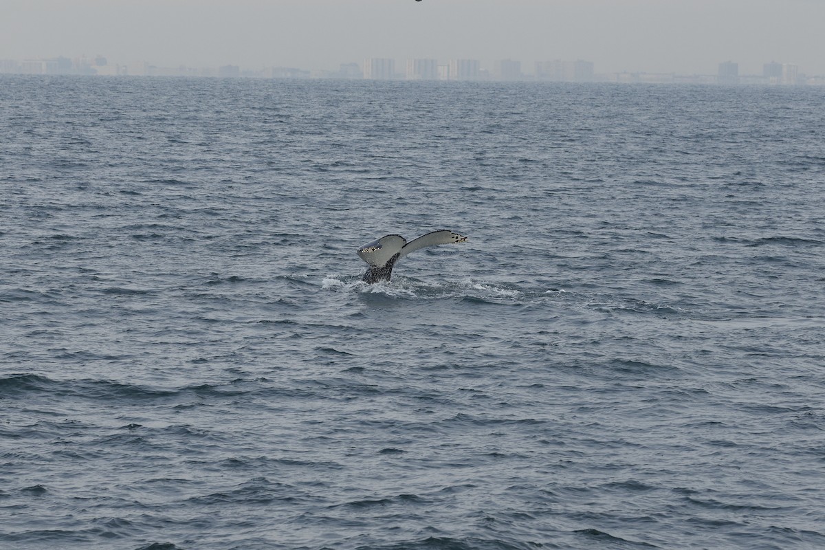 Baleine à bosse - ML646689732