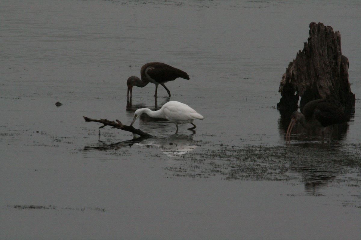 Little Blue Heron - ML646689734