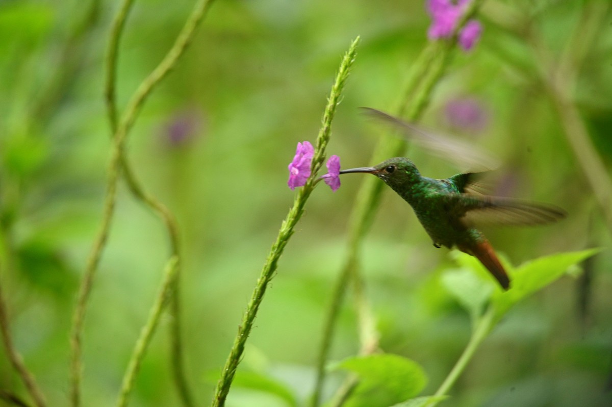 Rufous-tailed Hummingbird - ML646689735