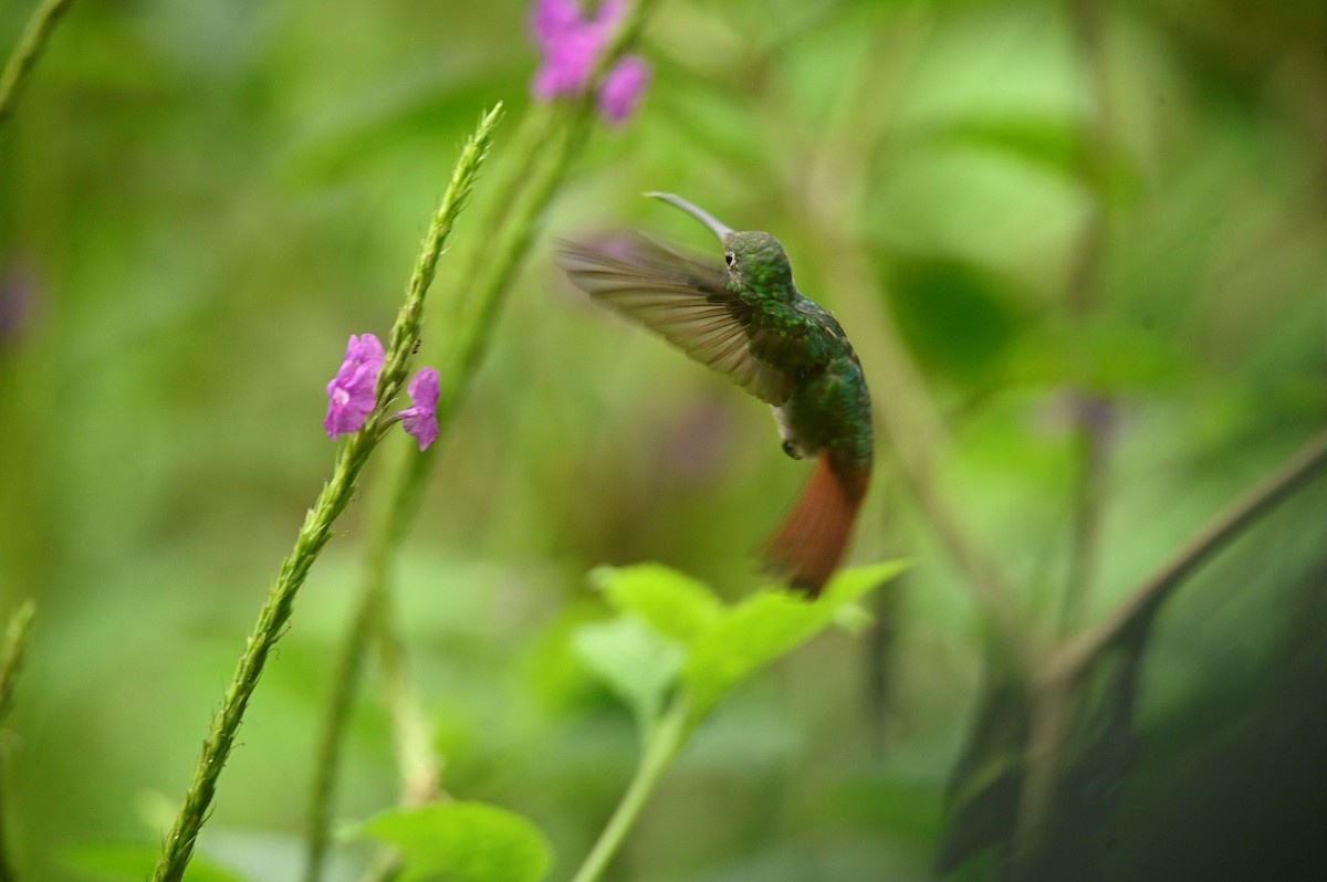 Rufous-tailed Hummingbird - ML646689736