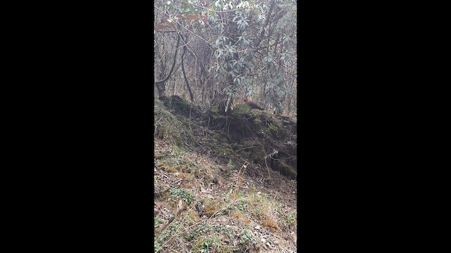 Satyr Tragopan - ML646689737