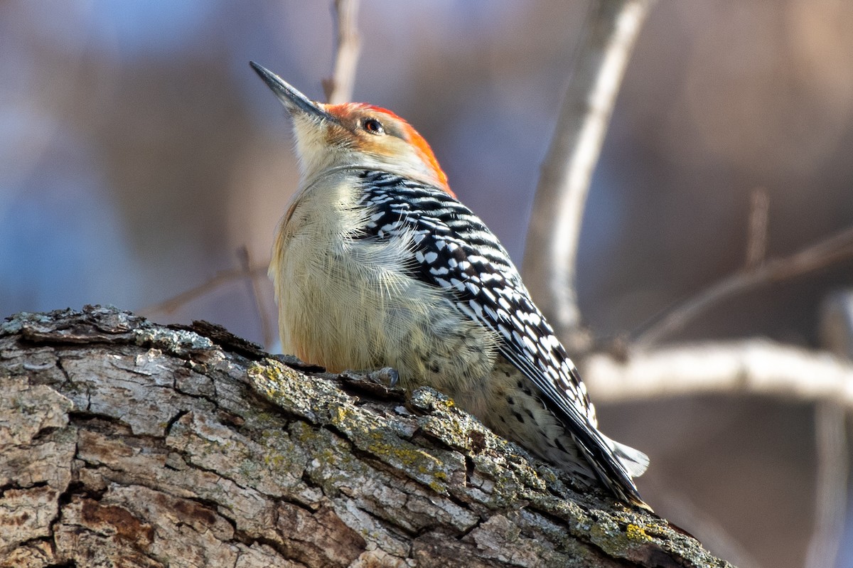 シマセゲラ - ML646689741