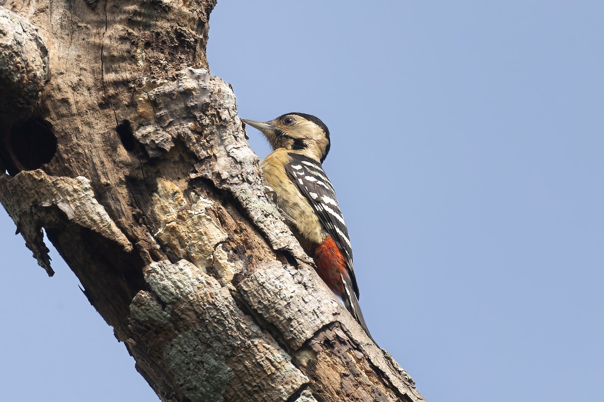 Fulvous-breasted Woodpecker - ML646689749