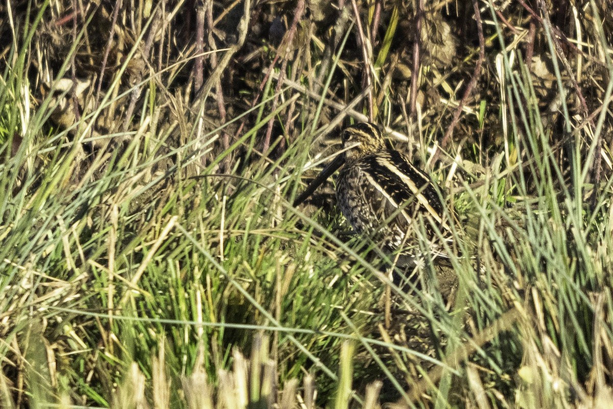 Common Snipe - ML646689751