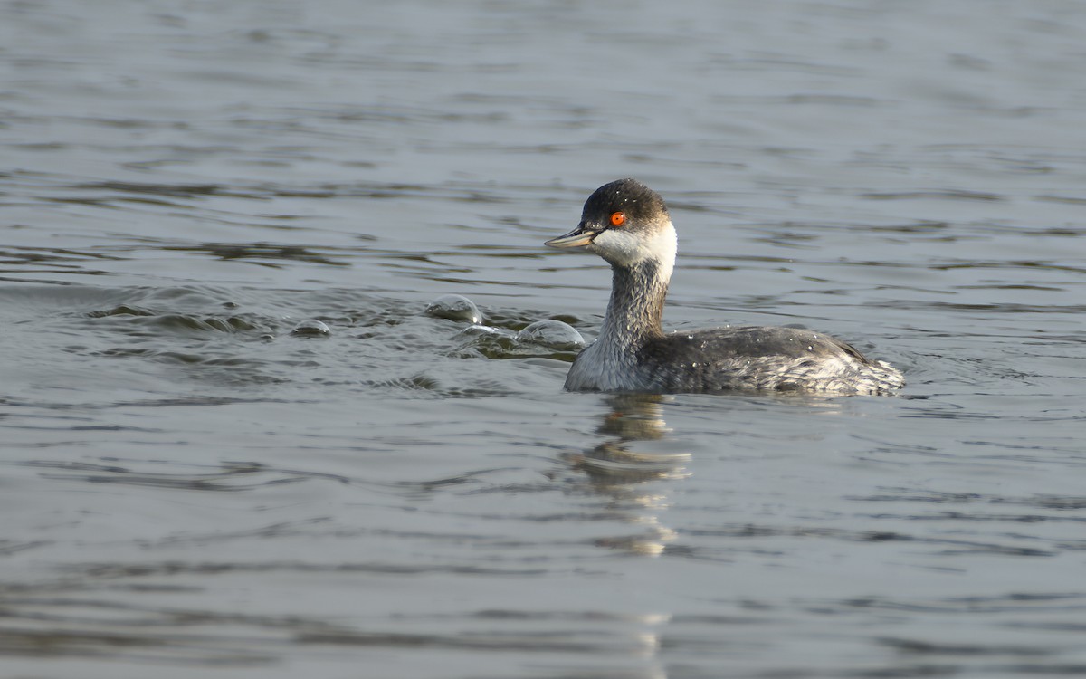 Халтар шунгуур - ML646689761
