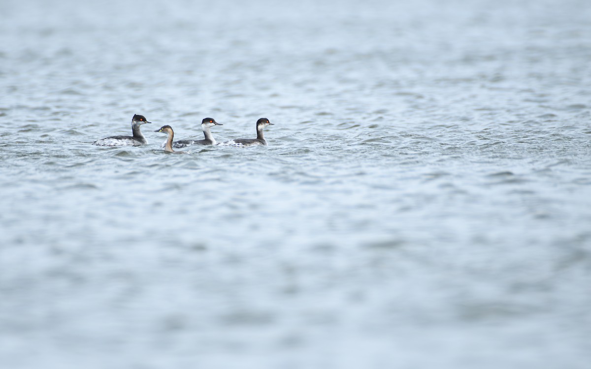 Халтар шунгуур - ML646689762