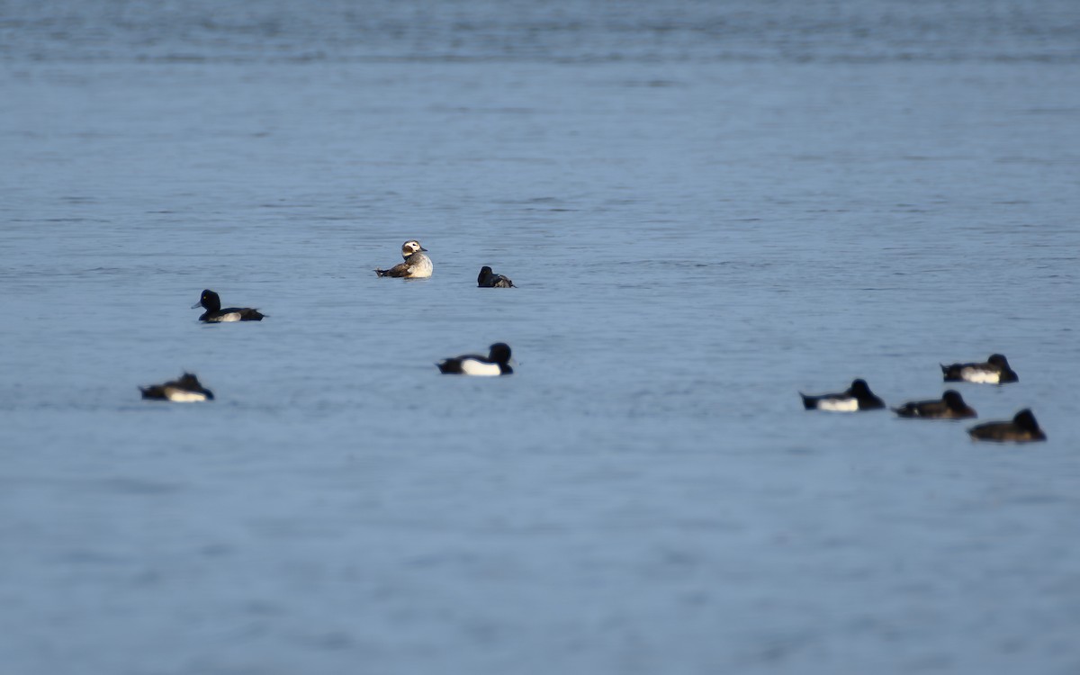 Мөнгөлөг шунгаахай - ML646689781