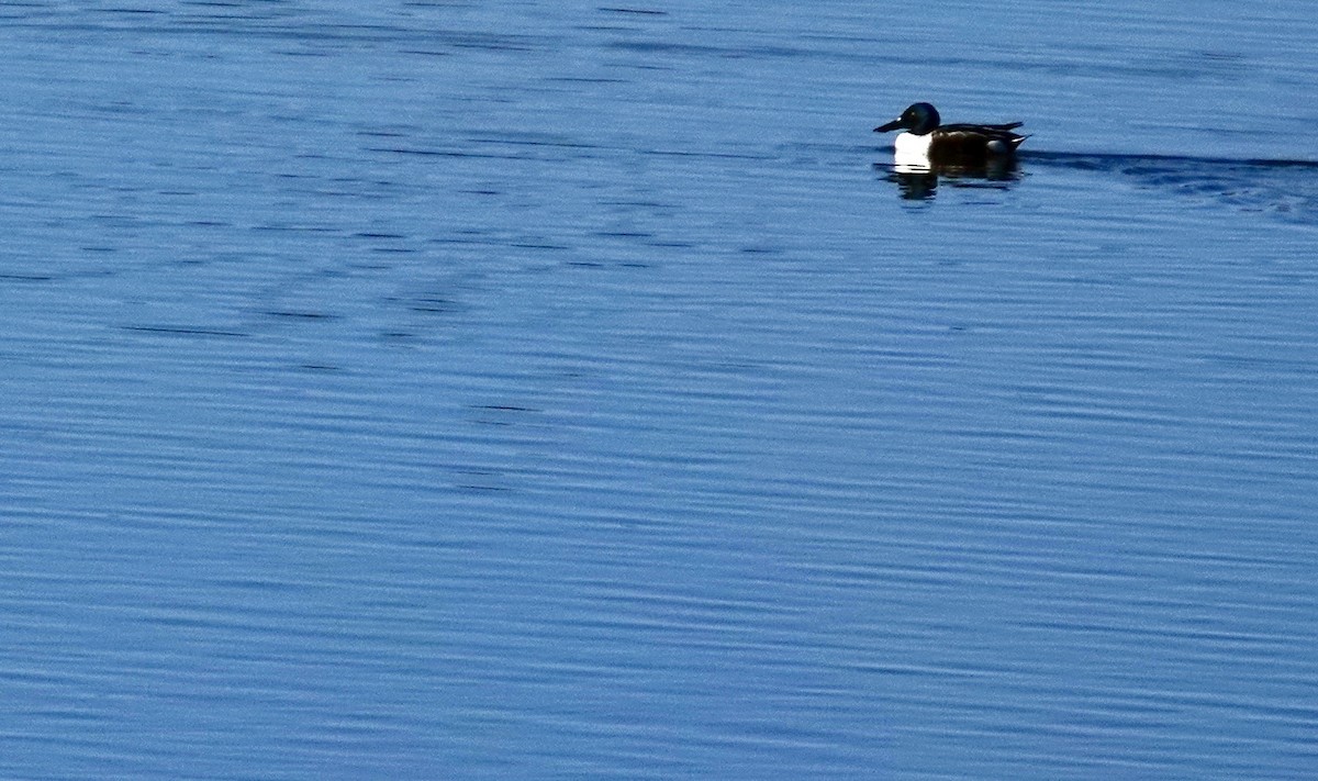 Northern Shoveler - ML646689783