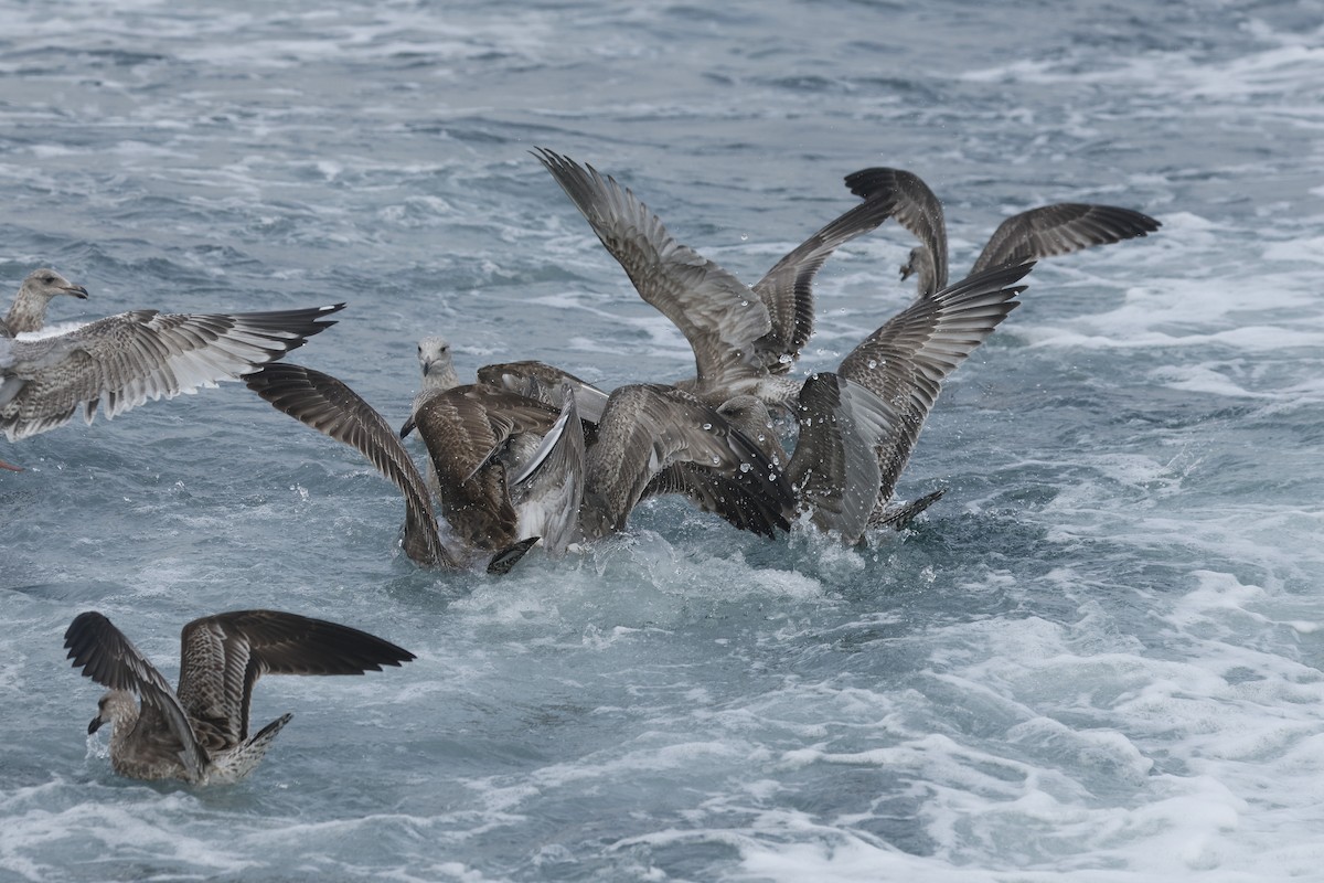 Goéland hudsonien - ML646689784