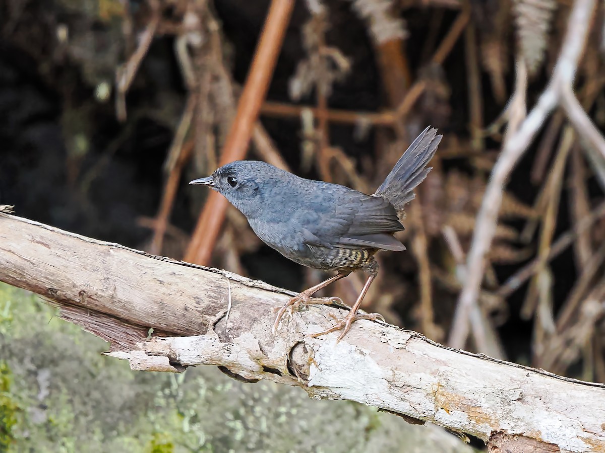 Diamantina Tapaculo - ML646689798