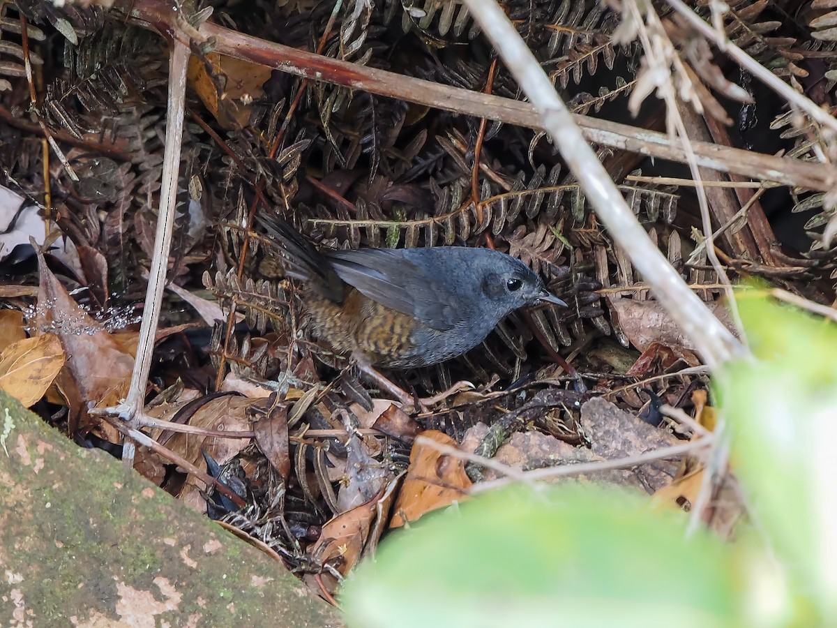 Diamantina Tapaculo - ML646689799