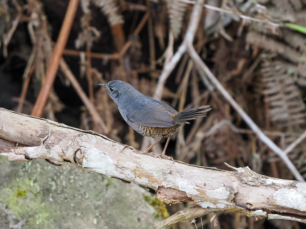 Diamantina Tapaculo - ML646689800