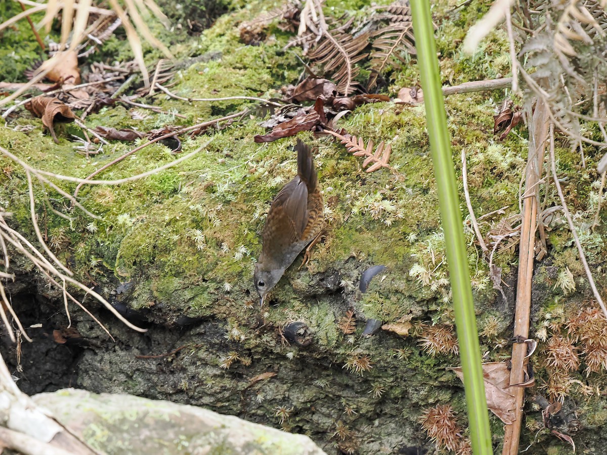 Diamantina Tapaculo - ML646689801