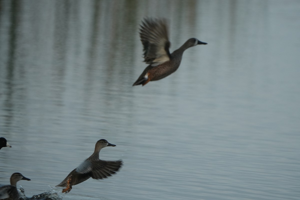 Marzaiola americana - ML646689803