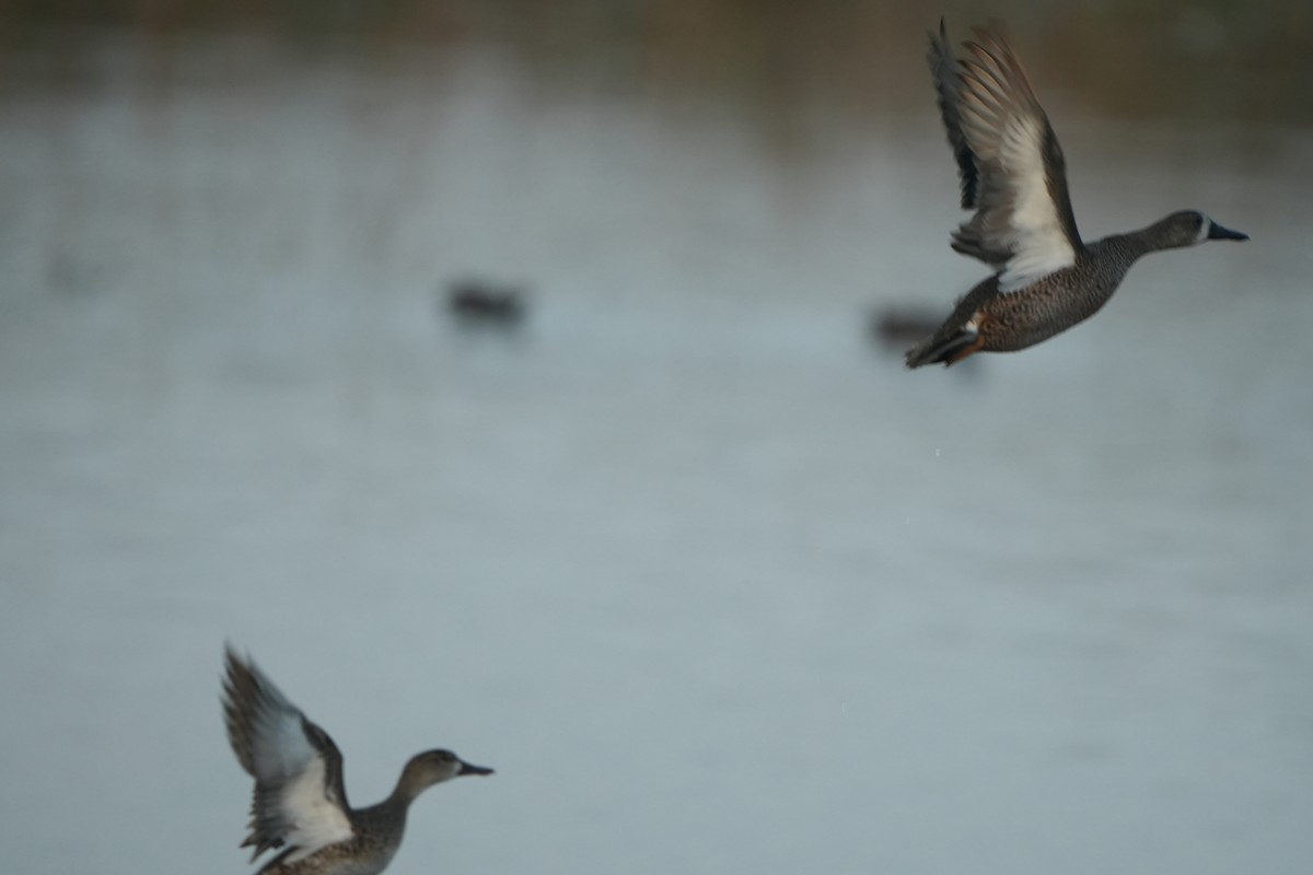 Marzaiola americana - ML646689804