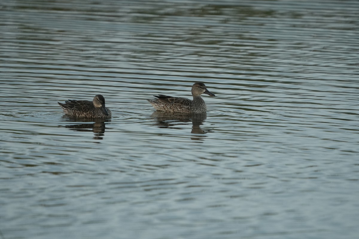 Marzaiola americana - ML646689805