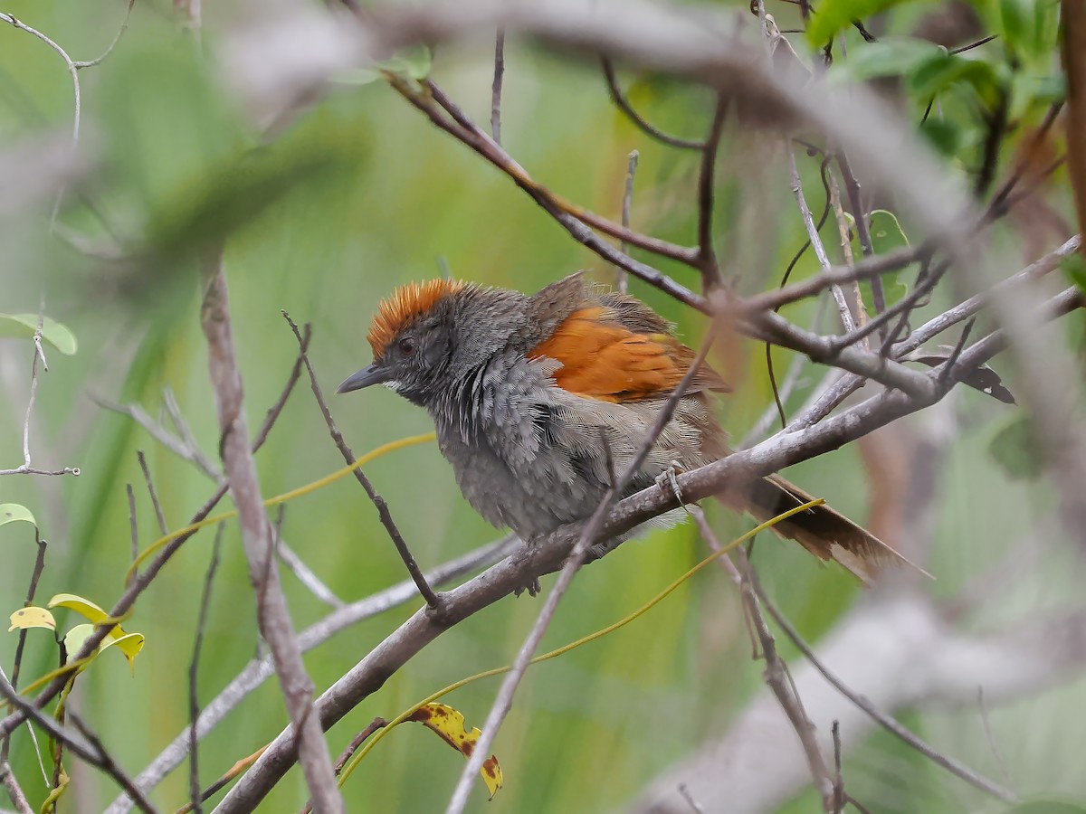 Spix's Spinetail - ML646689808