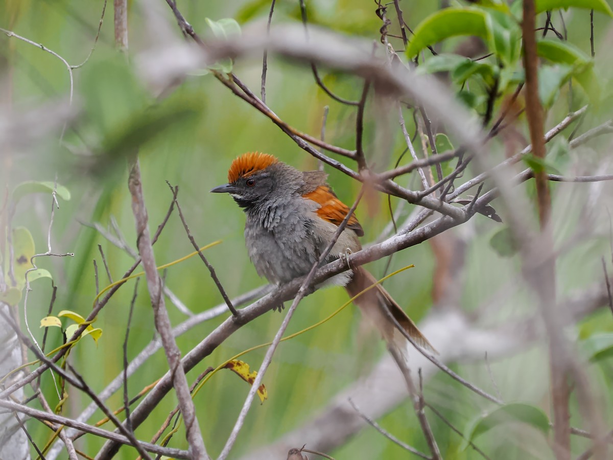 Spix's Spinetail - ML646689809