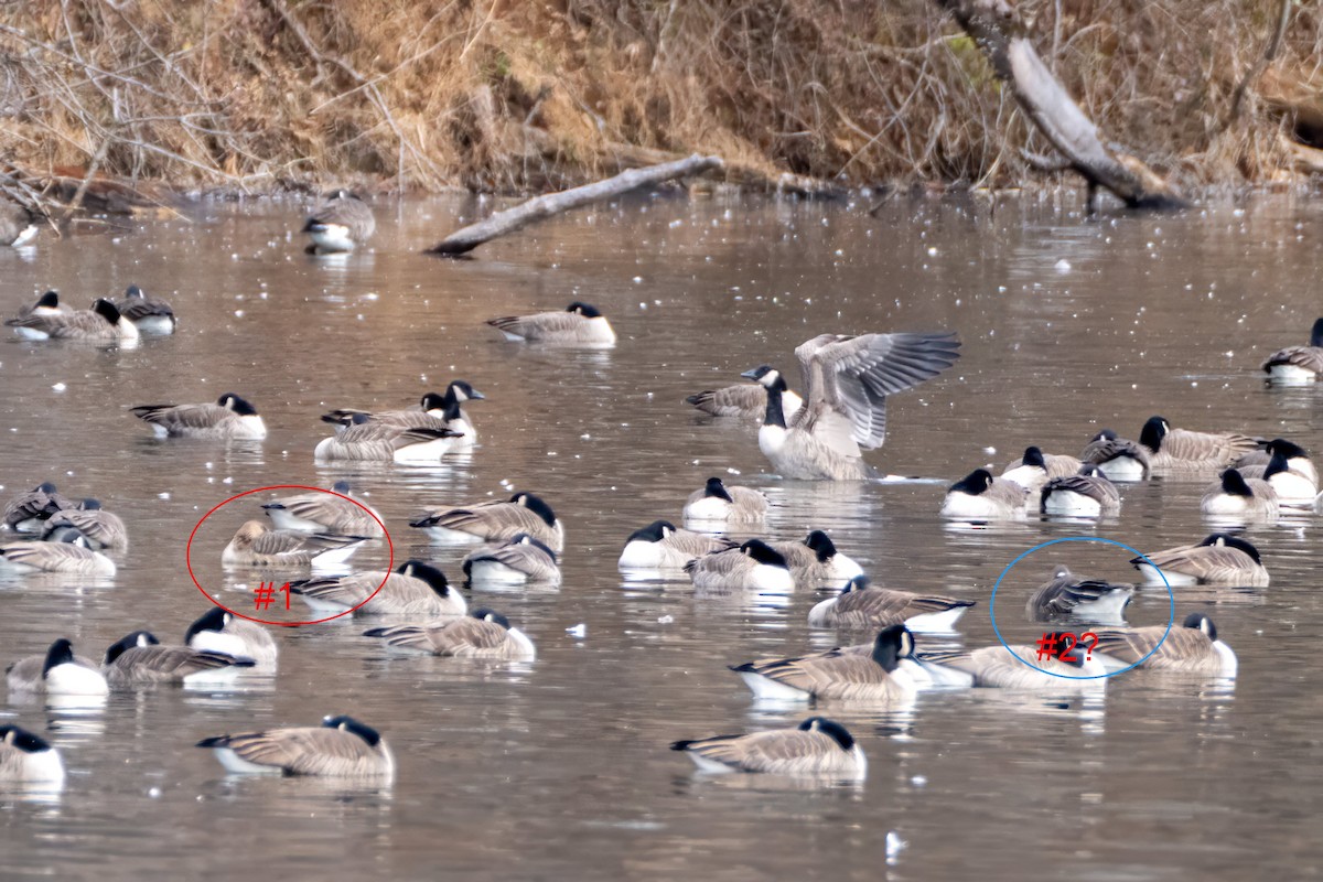 Blässgans - ML646689811