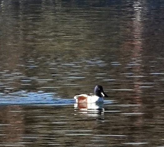 Northern Shoveler - ML646689815