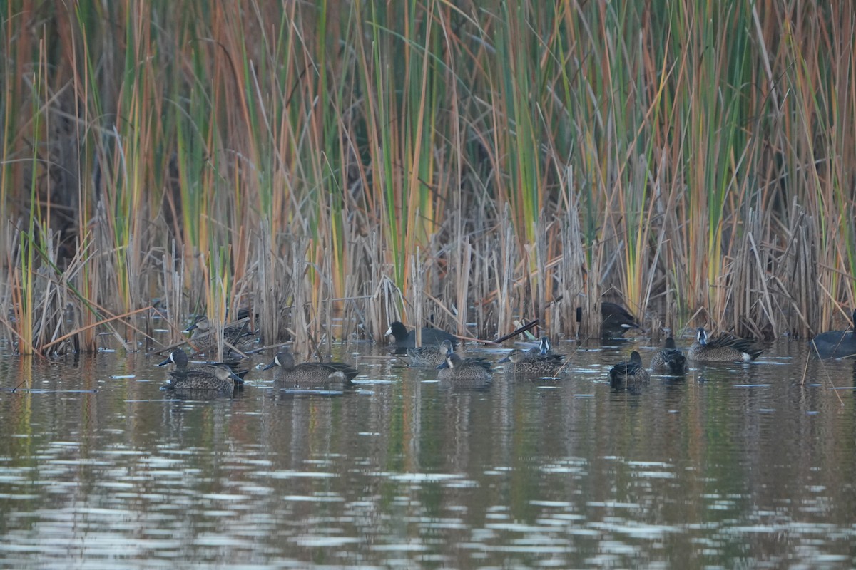 Animali - ML646689816