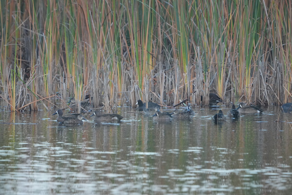 Animali - ML646689817