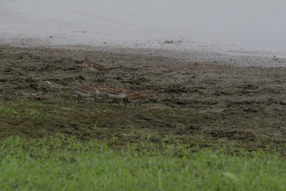 Least Sandpiper - ML646689818