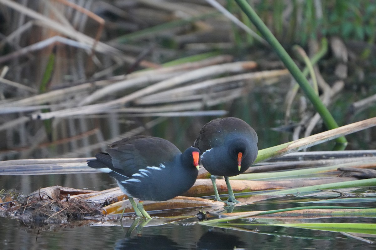 Common Gallinule - ML646689832