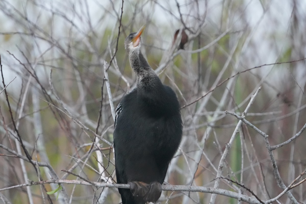 Anhinga - ML646689841