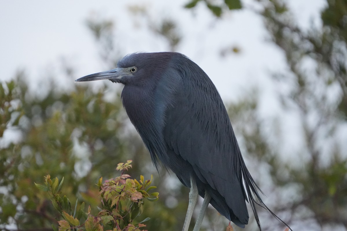 Little Blue Heron - ML646689856