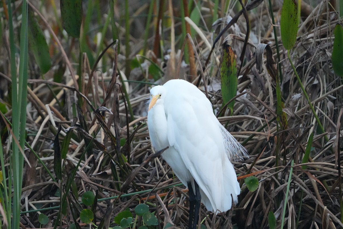 Airone bianco maggiore - ML646689858